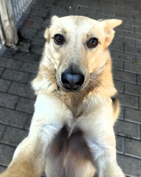 MANUEL CAGNOLINO TIMIDO Foto 9